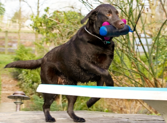 And, I'm off
Keywords: Labradors Land Mammal Land Mammals Play Playing Playtime Pool Swimming Terrestrial Mammal Terrestrial Mammals Water Animal Animals Canine Canines Chocolate Dog Dogs George Labrador