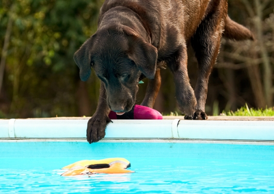 There's another one I want
Anahtar kelimeler: Labradors Land Mammal Land Mammals Play Playing Playtime Pool Swimming Terrestrial Mammal Terrestrial Mammals Water Animal Animals Canine Canines Chocolate Dog Dogs George Labrador