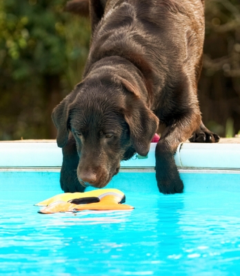Ooh, ooh, just a little stretch
Ключові слова: Labradors Land Mammal Land Mammals Play Playing Playtime Pool Swimming Terrestrial Mammal Terrestrial Mammals Water Animal Animals Canine Canines Chocolate Dog Dogs George Labrador