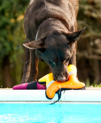 Yep, gottit
Keywords: Labradors Land Mammal Land Mammals Play Playing Playtime Pool Swimming Terrestrial Mammal Terrestrial Mammals Water Animal Animals Canine Canines Chocolate Dog Dogs George Labrador