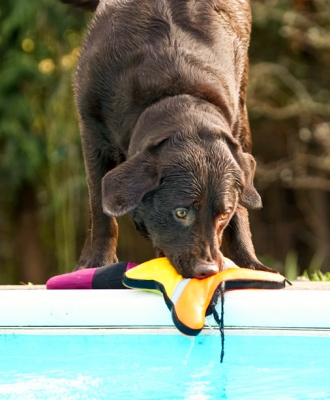 Jus' concentrate
Anahtar kelimeler: Labradors Land Mammal Land Mammals Play Playing Playtime Pool Swimming Terrestrial Mammal Terrestrial Mammals Water Animal Animals Canine Canines Chocolate Dog Dogs George Labrador