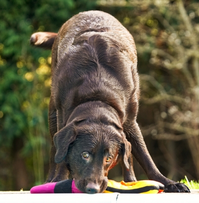 I know, I know, I'm good at this
Keywords: Labradors Land Mammal Land Mammals Play Playing Playtime Pool Swimming Terrestrial Mammal Terrestrial Mammals Water Animal Animals Canine Canines Chocolate Dog Dogs George Labrador