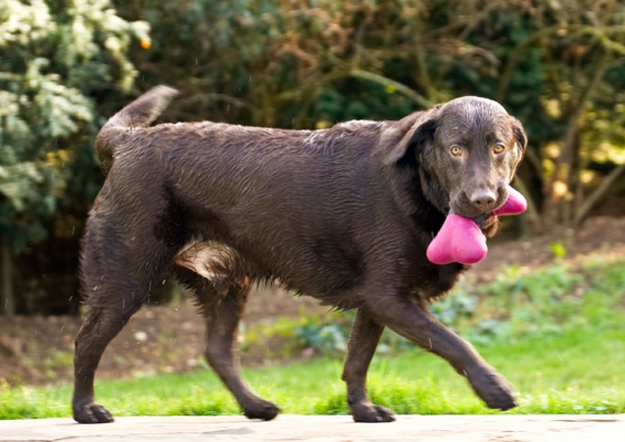 No, I am not giving this back
Schlüsselwörter: Canines Labrador Labradors Land Mammal Land Mammals Play Playing Playtime Pool Swimming Terrestrial Mammal Terrestrial Mammals Animal Animals Canine Water Chocolate Dog Dogs George