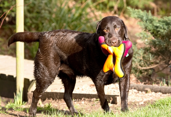 Schlüsselwörter: Land Mammal Land Mammals Play Playing Playtime Pool Swimming Terrestrial Mammal Terrestrial Mammals Water Animal Animals Canine Canines Chocolate Dog Dogs George Labrador Labradors