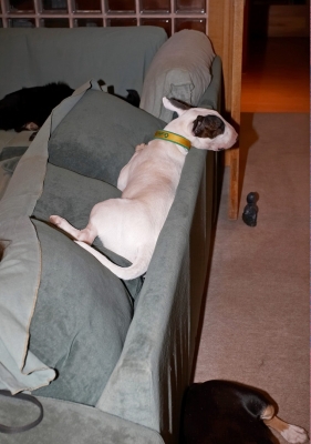 D'ya think anyone can see me?
Keywords: Bull Couch Dog Dogs English Mana Rest Resting Settee Sleep Sleeping Terrier Terriers