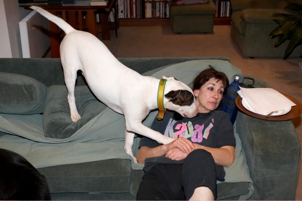Go on, give us a kiss ........
Schlüsselwörter: Bull Dog Dogs English Mana Marjorie Rest Resting Sleep Sleeping Terrier Terriers