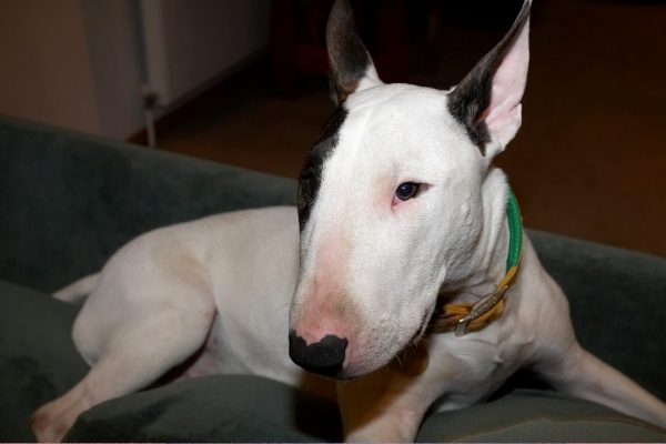 OK, so you see me
Schlüsselwörter: Bull Dog Dogs English Mana Rest Resting Sleep Sleeping Terrier Terriers
