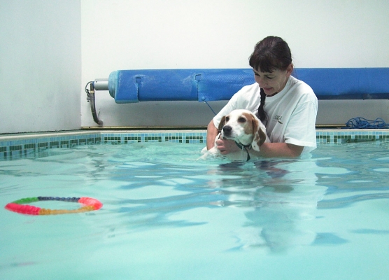 I am NOT sure about this
Keywords: Beagle Dog Dogs Lesson Marjorie Pool Stan Swim Swimming