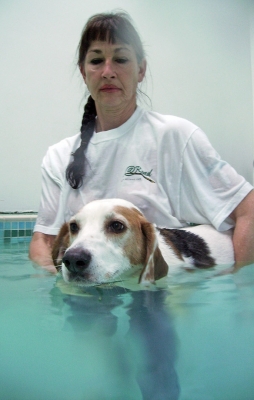 Whose idea was this!!
Λέξεις-κλειδιά: Beagle Dog Dogs Lesson Marjorie Pool Stan Swim Swimming