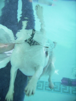 No wonder I can't get the hang of this - look how many legs I've got!!
Schlüsselwörter: Beagle Dog Dogs Lesson Pool Stan Swim Swimming Underwater