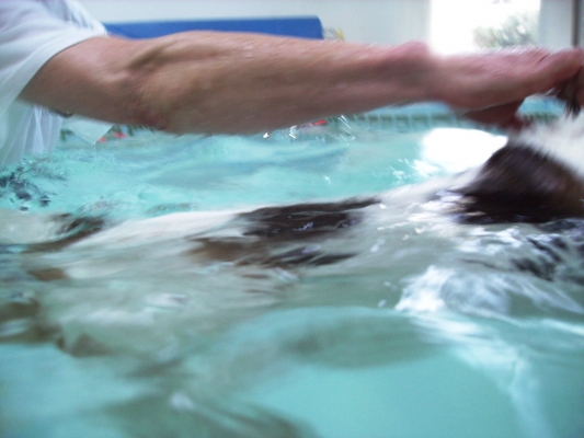 Well, at least I'm making a splash
Λέξεις-κλειδιά: Beagle Dog Dogs Lesson Pool Stan Swim Swimming