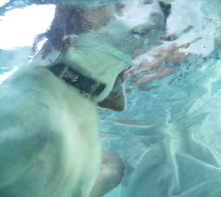 Hey, is that me?
Ключові слова: Beagle Dog Dogs Lesson Pool Stan Swim Swimming Underwater
