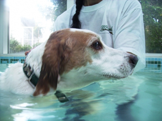 Look, I'm concentrating on staying afloat
Keywords: Beagle Dog Dogs Lesson Pool Stan Swim Swimming