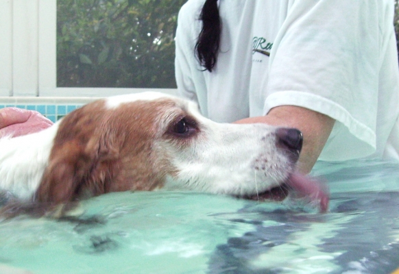 Maybe if I try and drink my way outta here
Ključne besede: Beagle Dog Dogs Lesson Pool Stan Swim Swimming