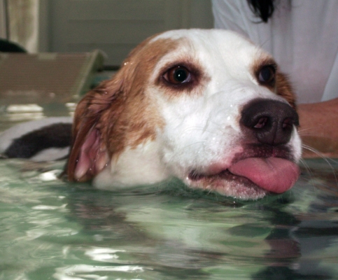 That's what I think of this activity
Ключевые слова: Beagle Dog Dogs Lesson Pool Stan Swim Swimming Tongue