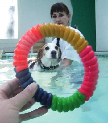 Oooh, a toy, I'll feign interest
Palabras clave: Beagle Dog Dogs Lesson Marjorie Pool Stan Swim Swimming
