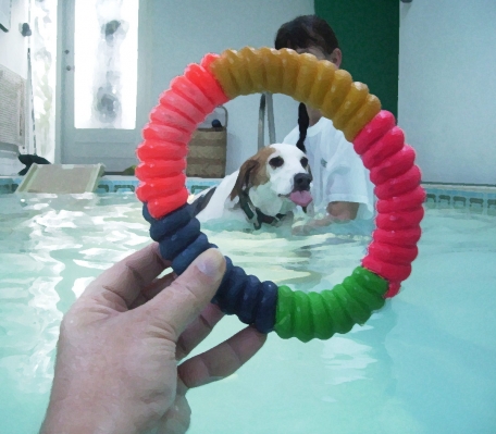 That's what I think of this sport
Schlüsselwörter: Beagle Dog Dogs Lesson Pool Stan Swim Swimming Tongue