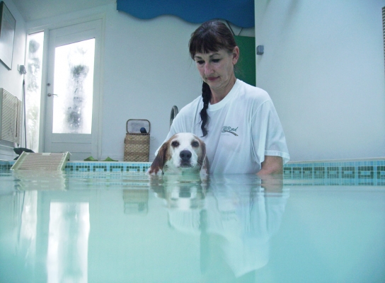 You just wait 'til I see mum
Schlüsselwörter: Beagle Dog Dogs Lesson Marjorie Pool Stan Swim Swimming