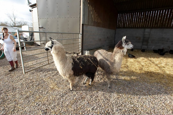 The Alpacas Moving from Upper Barn to the Stable and Yard
Our two alpacas look at bit like a pushmepullyou.  We decided to return Lord Rannoch to the upper barn because it's larger, and bring the two alpacas down to the stable and yard.  They can't really decide the right direction.
Palabras Clave: Alpaca Alpacas Animal Husbandry Barn Camelid Direction Husbandry Livestock Livestock Farming Marjorie