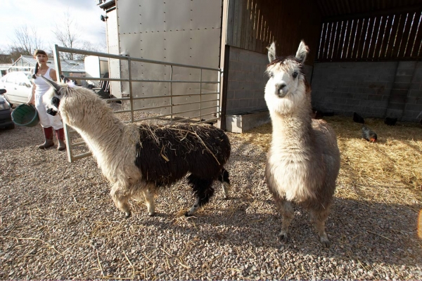 The Alpacas Heading Off To The Stable
Palabras clave: Alpaca Alpacas Animal Husbandry Camelid Husbandry Livestock Livestock Farming Marjorie