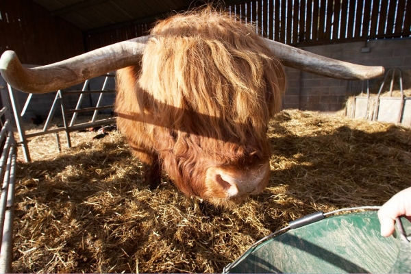 Lord Rannoch Back in the Upper Barn
He showed quite a bit of the old spirit when he was in, temporarily, with Belinda the cow.  We're now trying to lure him into the other part of the barn with his favourite --- food!  His horns are magnificient, and he's a gentle soul.
Avainsanat: Animal Animals Bovine Bull Cattle Cow Cows Highland Horns Land Mammal Land Mammals Lord Rannoch of Lucies Terrestrial Mammal Terrestrial Mammals