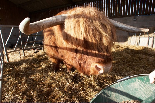 Luring Lord Rannoch With Food
Ключевые слова: Animal Animals Bovine Bull Cattle Cow Cows Highland Horns Land Mammal Land Mammals Lord Rannoch of Lucies Terrestrial Mammal Terrestrial Mammals