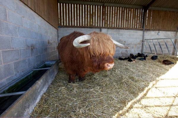 Lord Rannoch Back in the Upper Barn
With his ever-present companions, the Black Rock chickens.
Schlüsselwörter: Animal Animals Black Rock chickens Bovine Bull Cattle Cow Cows Highland Horns Land Mammal Land Mammals Lord Rannoch of Lucies Terrestrial Mammal Terrestrial Mammals