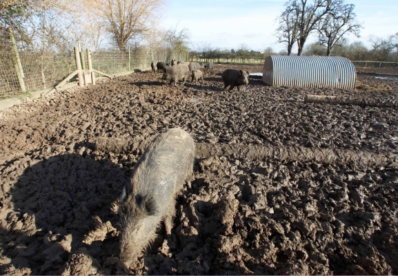 Wild Boar Wating for Their New Home
In the third paddock at Maggot's Croft, waiting to move back into the second paddock.  It was nice to have a fully sunny day.
Anahtar kelimeler: Clay Construction Lucies Farm Maggot's Croft Mud Pigs