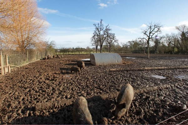Wild Boar Enjoying the Sunshine
Keywords: Clay Construction Lucies Farm Maggot's Croft Mud Pigs