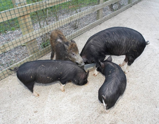 Four Little Piggies
The three Berkshire (Kurobuta) pigs were hand-reared at Lucies Farm.  The young wild boar was losing weight, so we separated him from the others and we are raising him by hand as well.
Palabras clave: Animal Husbandry Berkshire Pigs Husbandry Kurobuta Livestock Livestock Farming Pig Pigs Wild boar