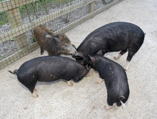 Four Little Piggies
Keywords: Animal Husbandry Berkshire Pigs Husbandry Kurobuta Livestock Livestock Farming Pig Pigs Wild boar