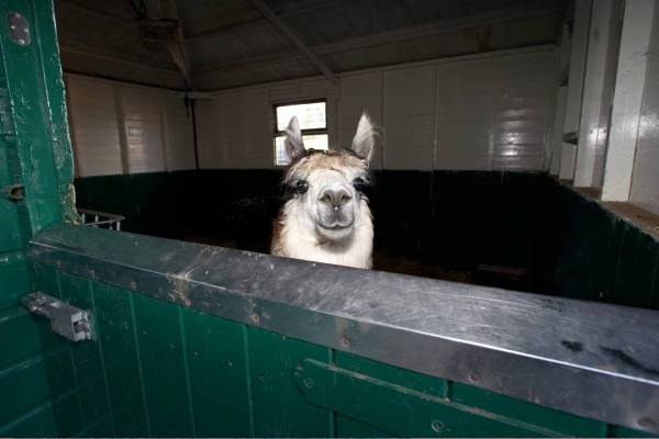 Curious Alpaca
Palabras clave: Alpaca Alpacas Animal Husbandry Camelid Husbandry Livestock Livestock Farming