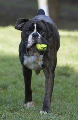 You ready to throw again?
Palabras clave: Ball Boxer Boxers Dog Dogs George Play Playing Playtime
