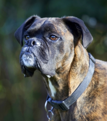 Jus' checking out the territory
Palabras Clave: Boxer Boxers Dog Dogs Play Playing Playtime Zac