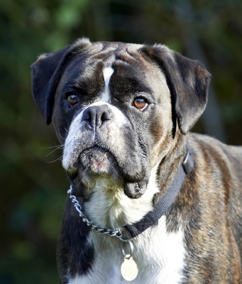 We gonna play or what?!
Ključne besede: Boxer Boxers Dog Dogs George Play Playing Playtime