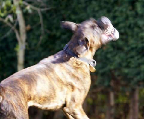 Grrrr, grrrr, grrrr
Palabras clave: Boxer Boxers Dog Dogs Play Playing Playtime Zac