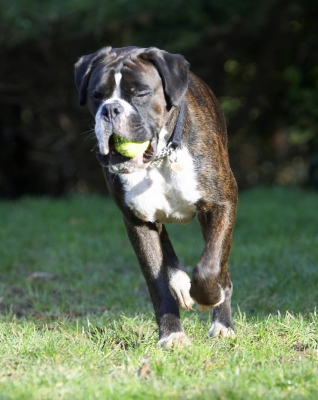 It's hard work all this ball fetching
Keywords: Ball Boxer Boxers Dog Dogs George Play Playing Playtime