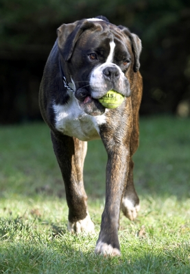 I think I'm having a good time
Keywords: Ball Boxer Boxers Dog Dogs George Play Playing Playtime