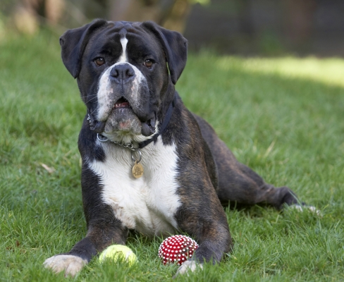 Well, I'm pooped
Keywords: Ball Boxer Boxers Dog Dogs George Play Playing Playtime