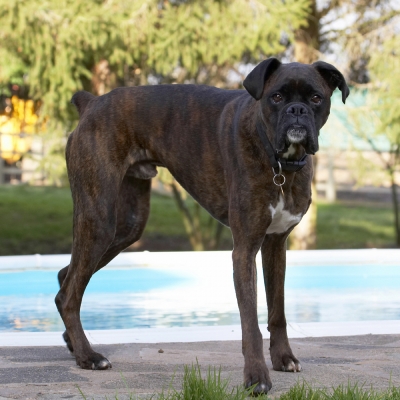 Am I going swimming??  You must be joking!!
Ključne besede: Boxer Boxers Dog Dogs Play Playing Playtime Zac
