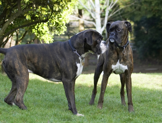 Put 'em up dude
Keywords: Boxer Boxers Dog Dogs George Play Playing Playtime Zac