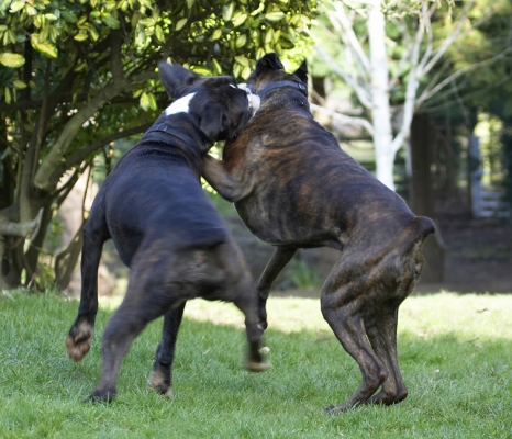Yeah, you and whose army youngster
Keywords: Boxer Boxers Dog Dogs George Play Playing Playtime Zac