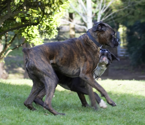 Go on, show me wot you got
Keywords: Boxer Boxers Dog Dogs George Play Playing Playtime Zac