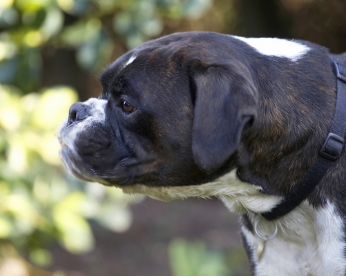 Can't talk now, I've got my mouth full
Keywords: Boxer Boxers Butter Dog Dogs George Peanut Play Playing Playtime