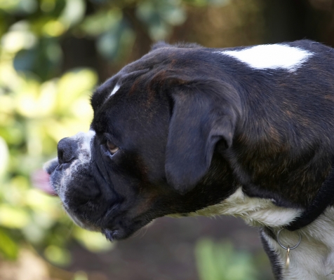 I think I've got it
Ključne besede: Boxer Boxers Butter Dog Dogs George Peanut Play Playing Playtime Tongue Zac