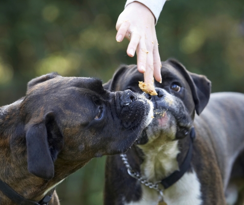 Mmmmm, that smells good
Schlüsselwörter: Boxer Boxers Butter Dog Dogs George Peanut Play Playing Playtime Zac