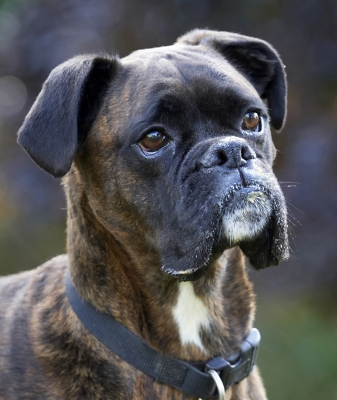 Is there more?
Keywords: Boxer Boxers Dog Dogs Play Playing Playtime Zac