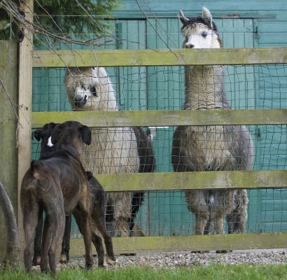 They're furry dogs aren't they
Keywords: Alpacas Boxer Boxers Dog Dogs George Play Playing Playtime Zac