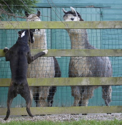 See, I'm almost as big as you
Keywords: Alpacas Boxer Boxers Dog Dogs George Play Playing Playtime