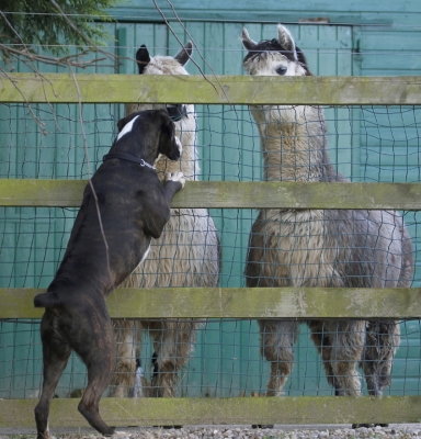 Can you come out to play?
Keywords: Alpacas Boxer Boxers Dog Dogs George Play Playing Playtime